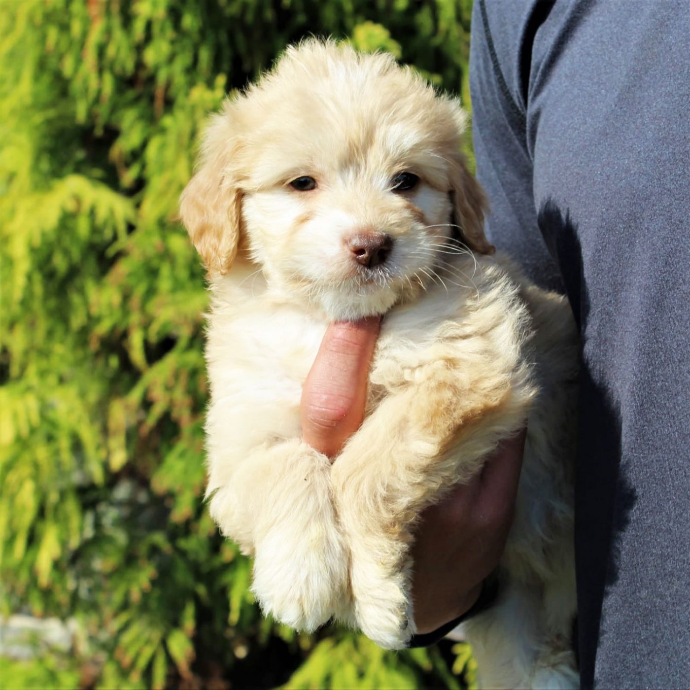 mini goldendoodle puppies for sale in pa 2